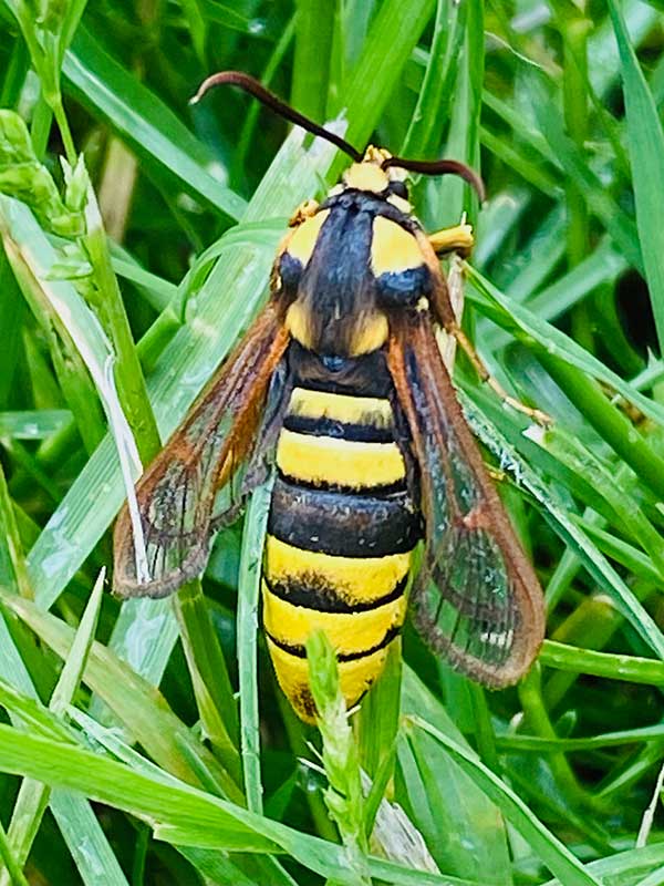 Sesia apiformis 
